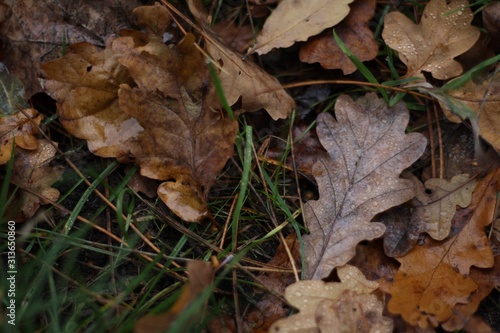 Autumn oak leaves on grass
