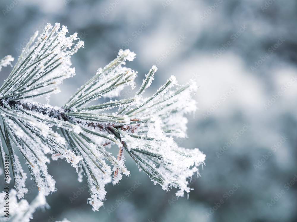 Detail of frozen branch of conifer tree in winter background