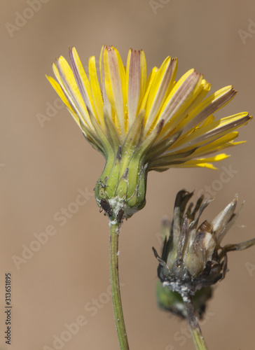 Sonchus tenerrimus slender sowthistle yellow flower plant that pricks something by touching it much appreciated by herbivores photo