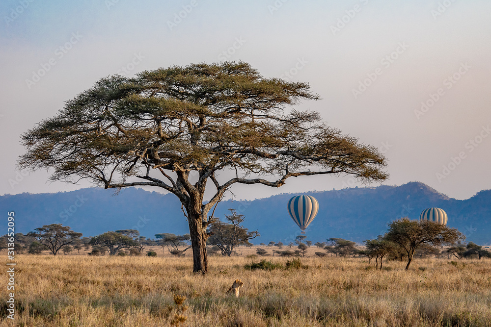 Fototapeta premium ballon Tanzanie