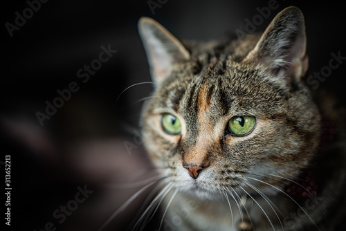 portrait of a cat © Mike