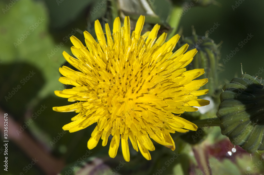 Sonchus cf oleraceus common sowthistle sow thistle smooth annual hares colwort milky tassel milk soft thistle or swinies yellow flower of the family Compositae common in the Andalusian fields Sonchus cf oleraceus common sowthistle sow thistle smooth annual hares colwort milky tassel milk soft thistle or swinies yellow flower of the family Compositae common in the Andalusian fields