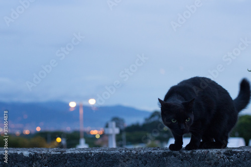 Canvas Print Black cat with cementery in the back