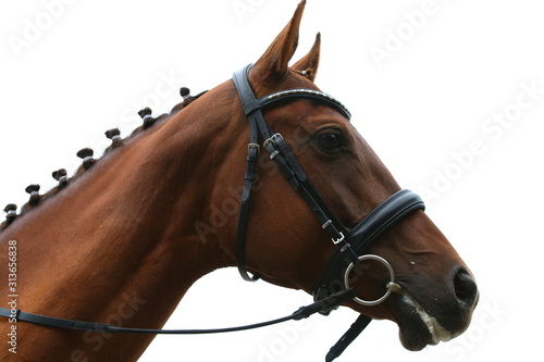 głowa konia na zawodach © Daria