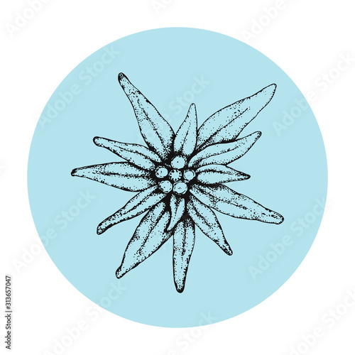 Vector illustration with edelweiss flower black hand drawn on blue background. A simple icon for a logo. Leontopodium alpinum traditional Bavarian and Alps and also mountain alpinism symbol