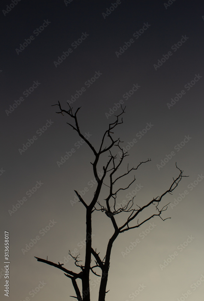 Tree with no leaves against sky background in Masinagudi, Mudumalai National Park, Tamil Nadu - Karnataka State border, India. Tree silhouette against sky background. Tree with no leaves against sky background in Masinagudi, Mudumalai National Park, Tamil Nadu - Karnataka State border, India. Tree silhouette against sky background.