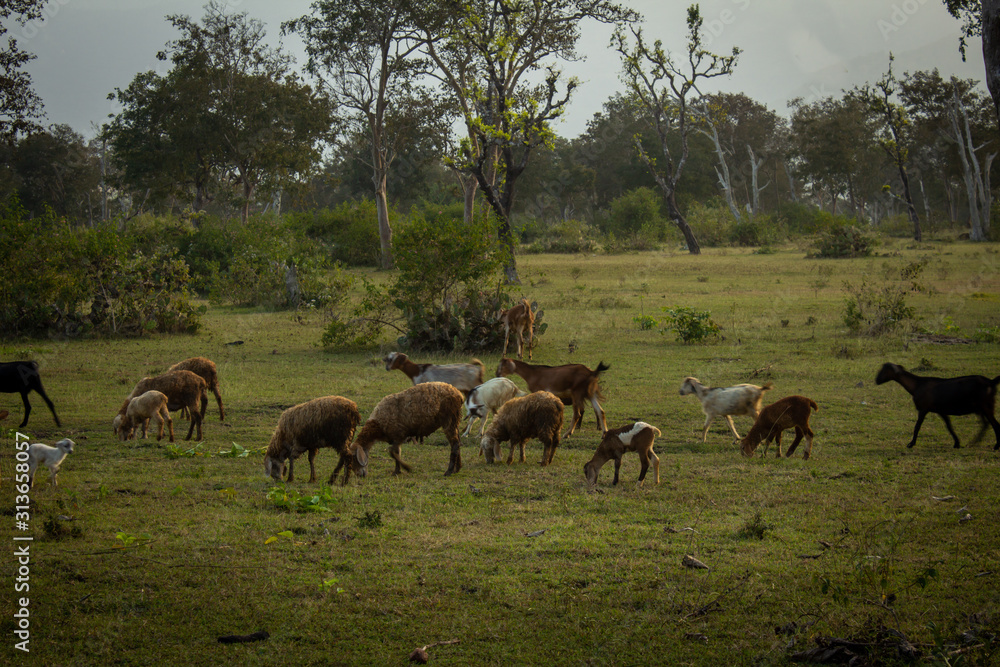Sheeps and goats grazing along the forest area in Masinagudi, Mudumalai  National Park, Tamil Nadu - Karnataka State border, India Stock Photo |  Adobe Stock