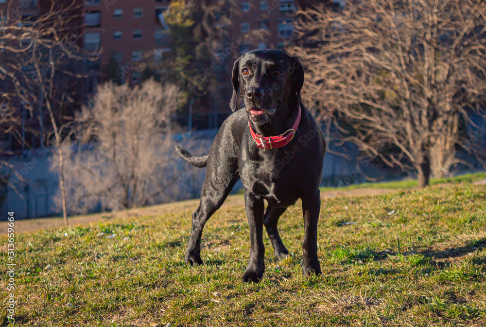 Young beautiful Labrador dog playing in the sun Young beautiful Labrador dog playing in the sun