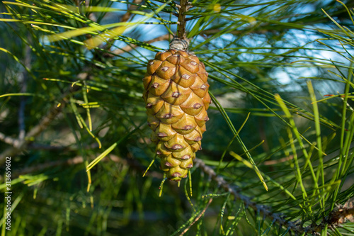 Close up photo with pine cone