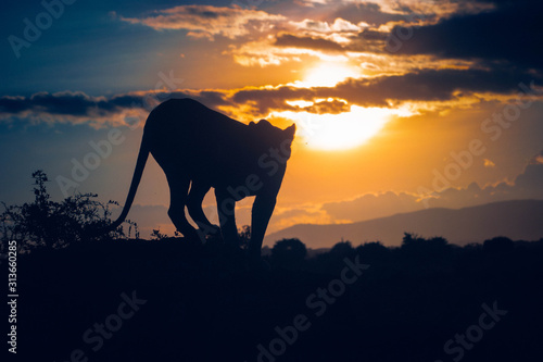 Lioness walking towards the sun