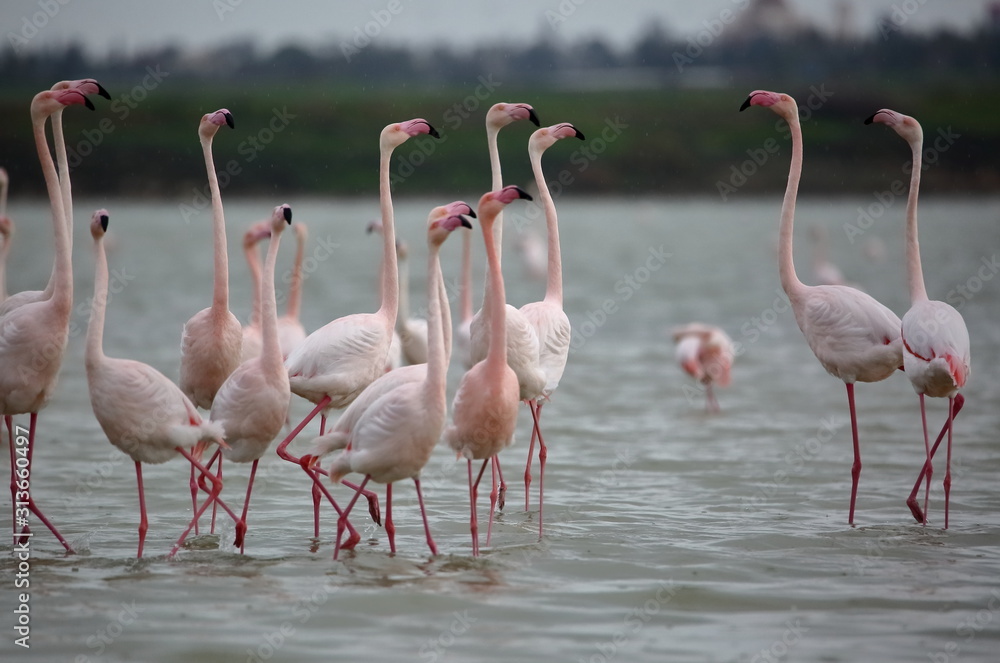 Flamingos in lake close up Flamingos in lake close up