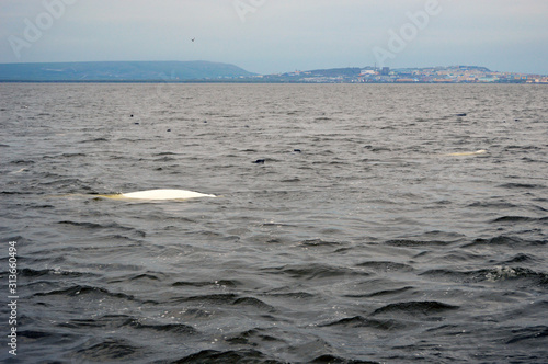 Belukha whale near the coast of Anadyr estuary