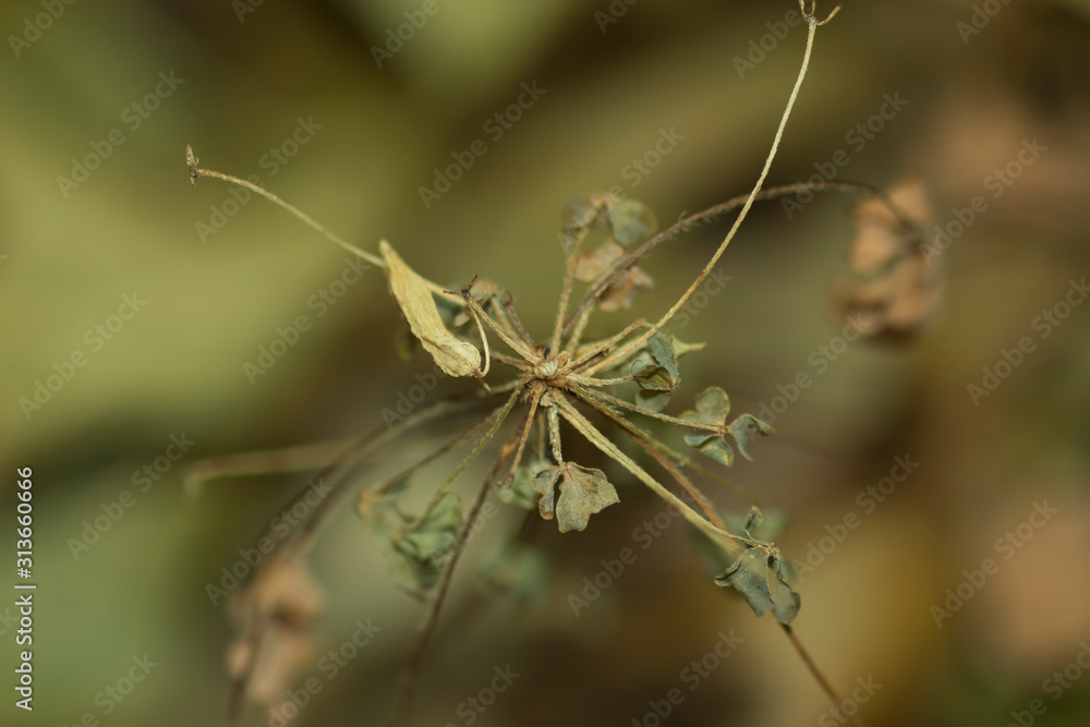 Dry clover plant with blurred background Dry clover plant with blurred background