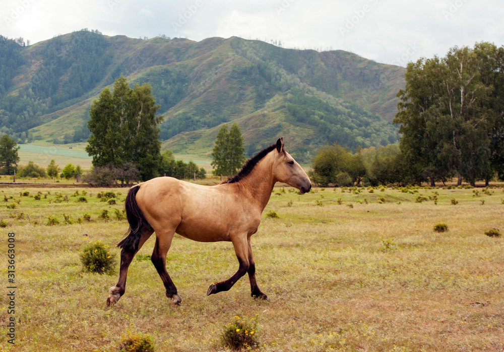 Beautiful well-groomed horse of light brown color with a trimmed mane gallops along the valley in the mountains