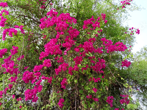 climbing on a tree bougainvillea flowers plant