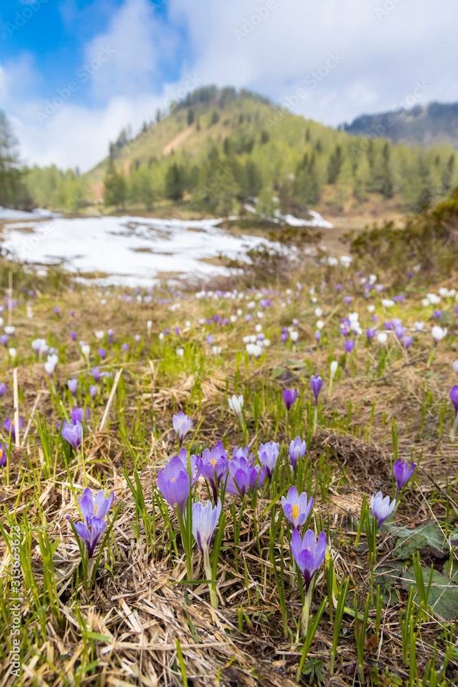 early spring blooming meadow with crocus in Sella di Rioda, Alps, Italy