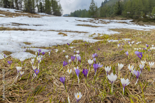 early spring blooming meadow with crocus in Sella di Rioda, Alps, Italy photo