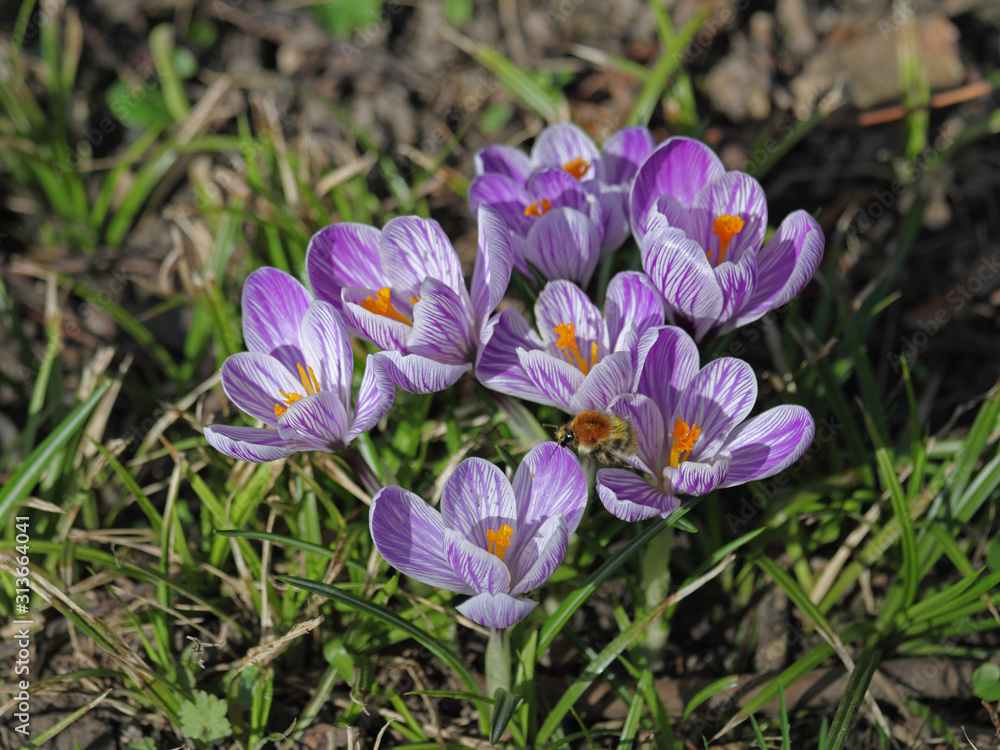 Krokus Krokus