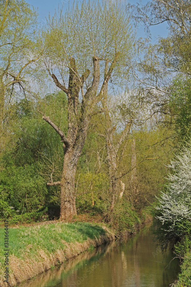Rheinaltgewässer Rheinaltgewässer