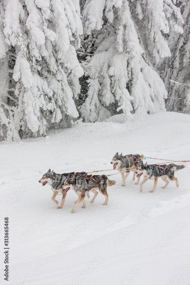 Fototapeta premium sledge dogging, Sedivacek's long, Czech Republic