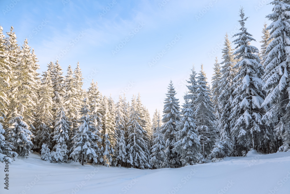 Landscape winter forest in cold sunny day. The fluffy pine trees covered with white snow. Wallpaper snowy background. Location place Carpathian, Ukraine, Europe.