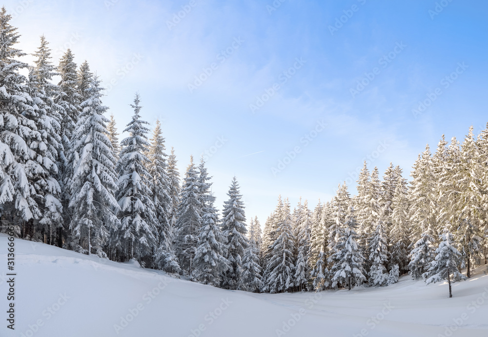 Winter scenery in cold sunny day. Lawn covered with white snow. Landscape of high mountains, forest and blue sky. Wallpaper snowy background. Location place Carpathian, Ukraine, Europe.