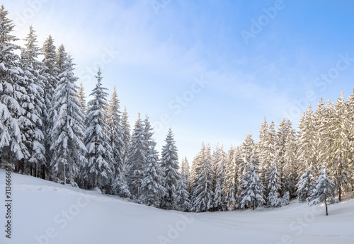 Winter scenery in cold sunny day. Lawn covered with white snow. Landscape of high mountains, forest and blue sky. Wallpaper snowy background. Location place Carpathian, Ukraine, Europe. © Vitalii_Mamchuk