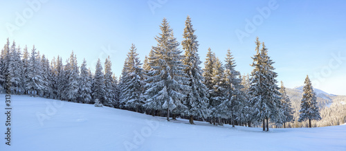 Winter landscape. Amazing panorama is opened on mountains, meadow, the forest with trees covered with snow and the blue sky. Location place Carpathian, Ukraine, Europe. Wallpaper background.