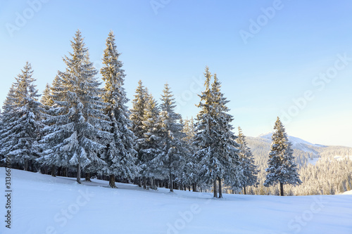 Winter scenery in cold sunny day. Lawn covered with white snow. Landscape of high mountains, forest and blue sky. Wallpaper snowy background. Location place Carpathian, Ukraine, Europe.