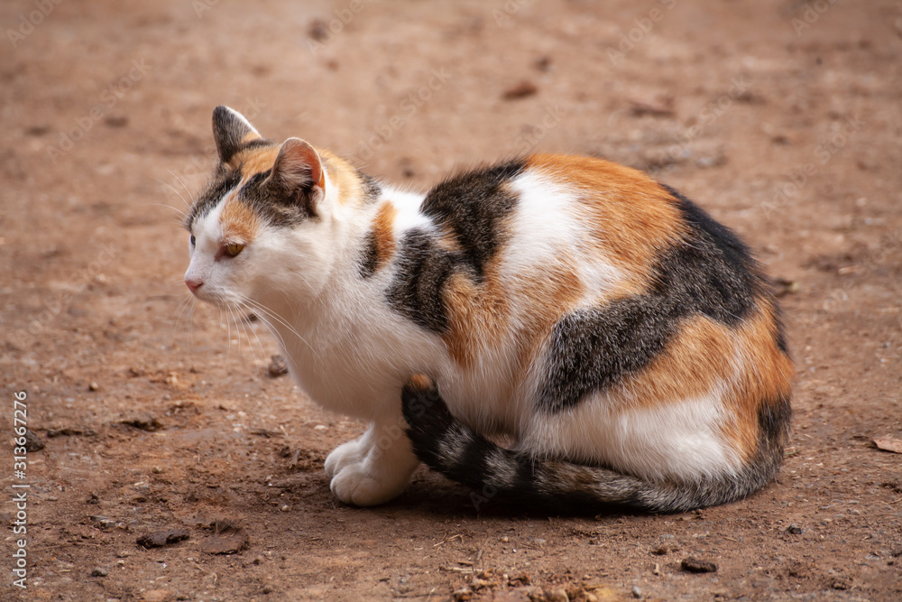 schildpatt katze auf dem bauernhof wartet auf mäuse schildpatt katze auf dem bauernhof wartet auf mäuse