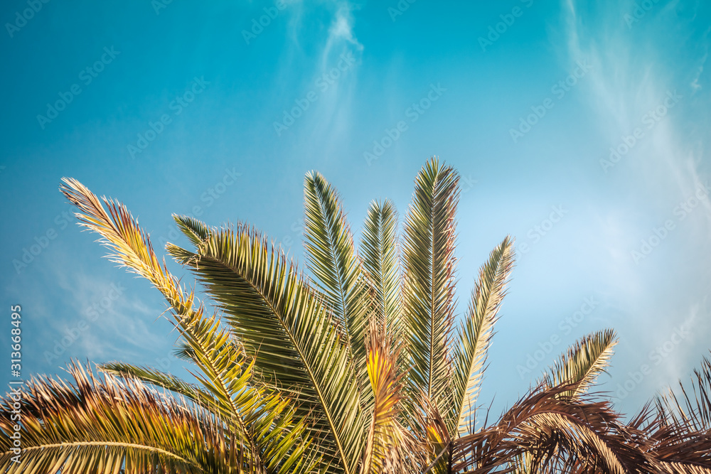 Palm tree crown growing in California on a coast of Santa Monica
