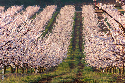 View of white peach tree fields in blossom on natural background in Aitona. photo