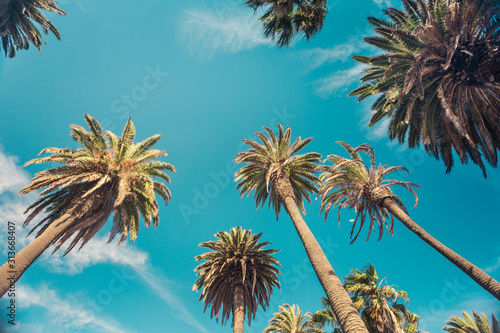 Vintage retro toned palms on Rode Drive, Beverly Hills, los Angeles