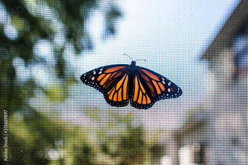 Monarch butterfly resting with wings open on screen with trees behind photo