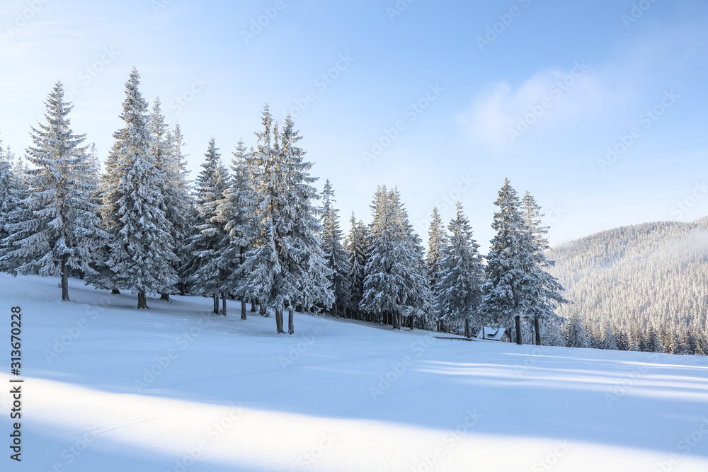 Fototapeta premium Winter scenery in cold sunny day. Lawn covered with white snow. Landscape of high mountains, forest and blue sky. Wallpaper snowy background. Location place Carpathian, Ukraine, Europe.