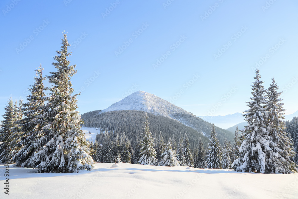 Winter scenery in cold sunny day. Lawn covered with white snow. Landscape of high mountains, forest and blue sky. Wallpaper snowy background. Location place Carpathian, Ukraine, Europe.
