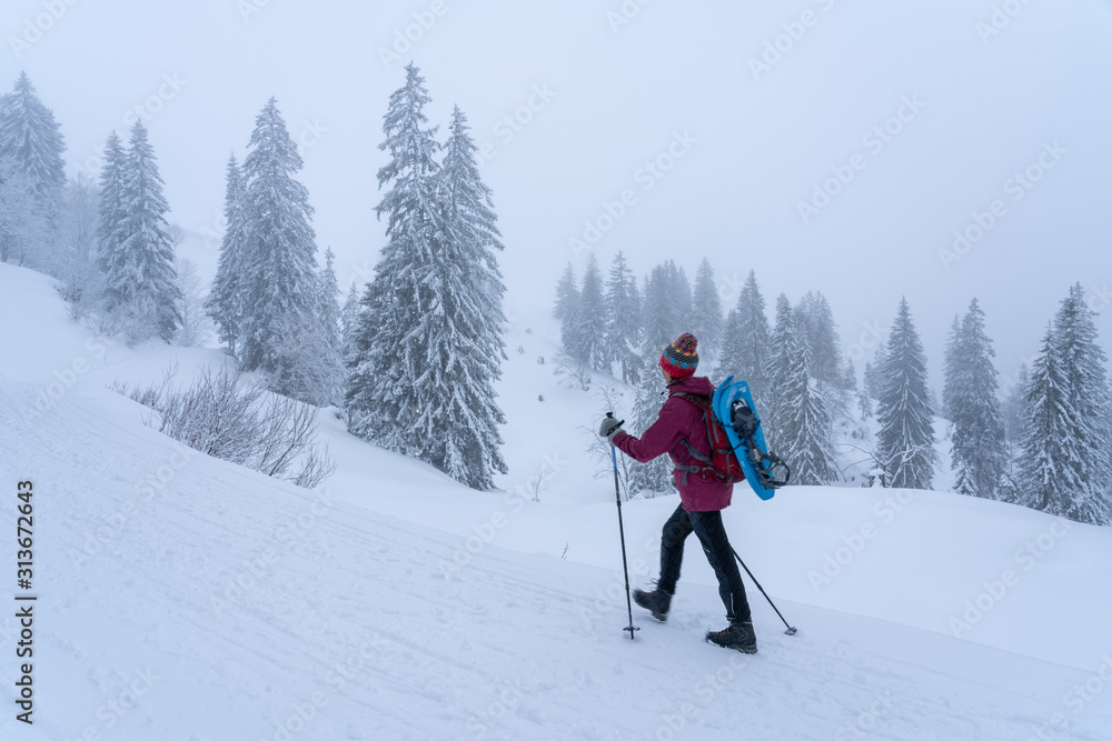 nice senior woman snowshoeing on the Nagelfluh chain in nice senior woman snowshoeing on the Nagelfluh chain in