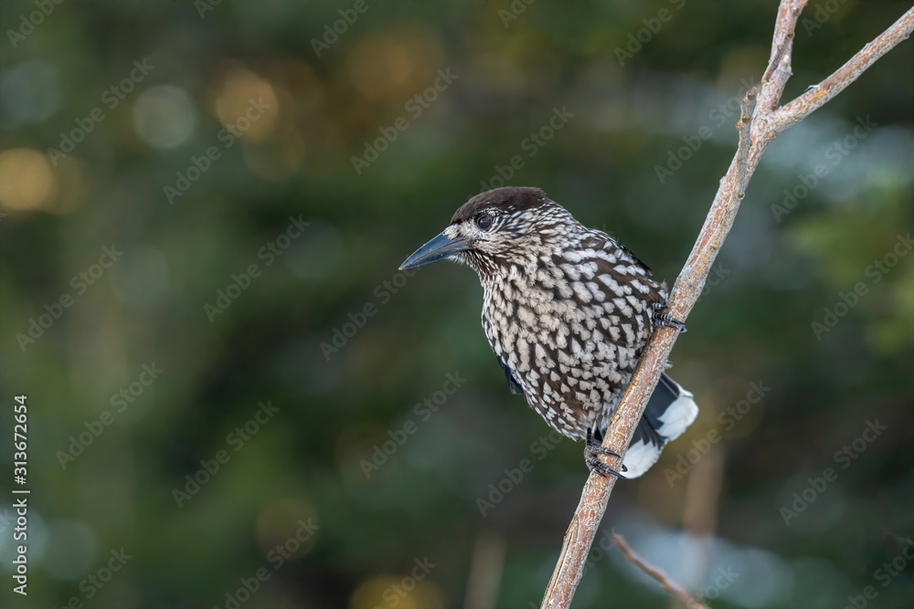 Close-up portrait of beautiful Spotted Nutcracker (Nucifraga caryocatactes) Close-up portrait of beautiful Spotted Nutcracker (Nucifraga caryocatactes)
