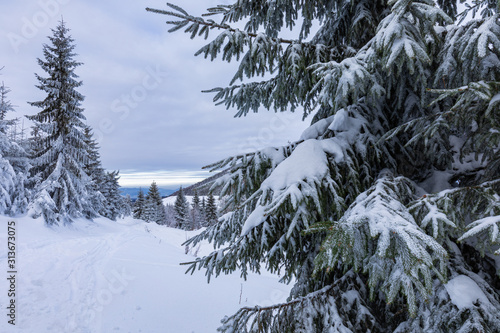 Fototapeta Naklejka Na Ścianę i Meble -  Beskid Zywiecki. Winter in Poland. Captured during trekking on the way to Rysianka, near Zabnica village. Snowy Winter Mountains.