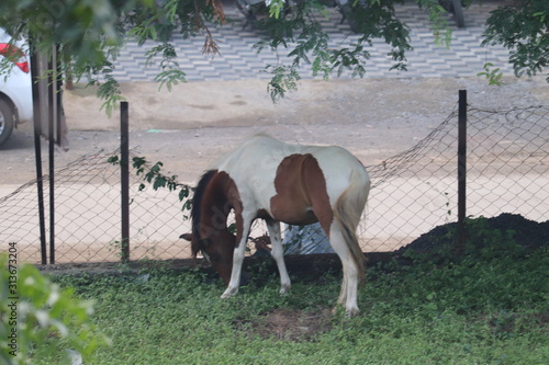 Canvas horse and foal