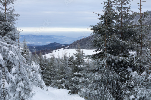 Fototapeta Naklejka Na Ścianę i Meble -  Beskid Zywiecki. Winter in Poland. Captured during trekking on the way to Rysianka, near Zabnica village. Snowy Winter Mountains.