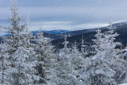 Fototapeta Naklejka Na Ścianę i Meble -  Beskid Zywiecki. Winter in Poland. Captured during trekking on the way to Rysianka, near Zabnica village. Snowy Winter Mountains.