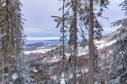 Fototapeta Naklejka Na Ścianę i Meble -  Beskid Zywiecki. Winter in Poland. Captured during trekking on the way to Rysianka, near Zabnica village. Snowy Winter Mountains.