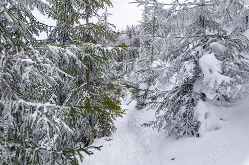 Fototapeta Naklejka Na Ścianę i Meble -  Beskid Zywiecki. Winter in Poland. Captured during trekking on the way to Rysianka, near Zabnica village. Snowy Winter Mountains.