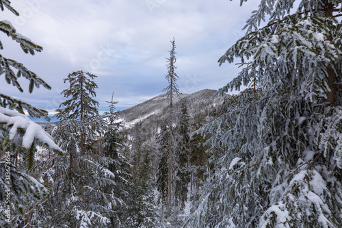 Fototapeta Naklejka Na Ścianę i Meble -  Beskid Zywiecki. Winter in Poland. Captured during trekking on the way to Rysianka, near Zabnica village. Snowy Winter Mountains.