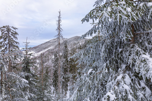 Fototapeta Naklejka Na Ścianę i Meble -  Beskid Zywiecki. Winter in Poland. Captured during trekking on the way to Rysianka, near Zabnica village. Snowy Winter Mountains.