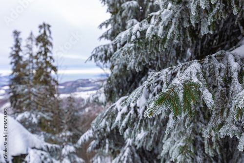 Fototapeta Naklejka Na Ścianę i Meble -  Beskid Zywiecki. Winter in Poland. Captured during trekking on the way to Rysianka, near Zabnica village. Snowy Winter Mountains.