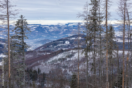 Fototapeta Naklejka Na Ścianę i Meble -  Beskid Zywiecki. Winter in Poland. Captured during trekking on the way to Rysianka, near Zabnica village. Snowy Winter Mountains.