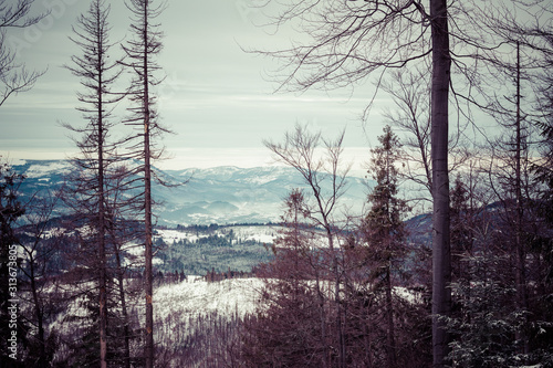 Fototapeta Naklejka Na Ścianę i Meble -  Beskid Zywiecki. Winter in Poland. Captured during trekking on the way to Rysianka, near Zabnica village. Snowy Winter Mountains.