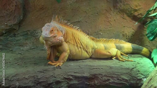 closeup of a green iguana headbanging, funny animal behavior, popular tropical reptile specie photo